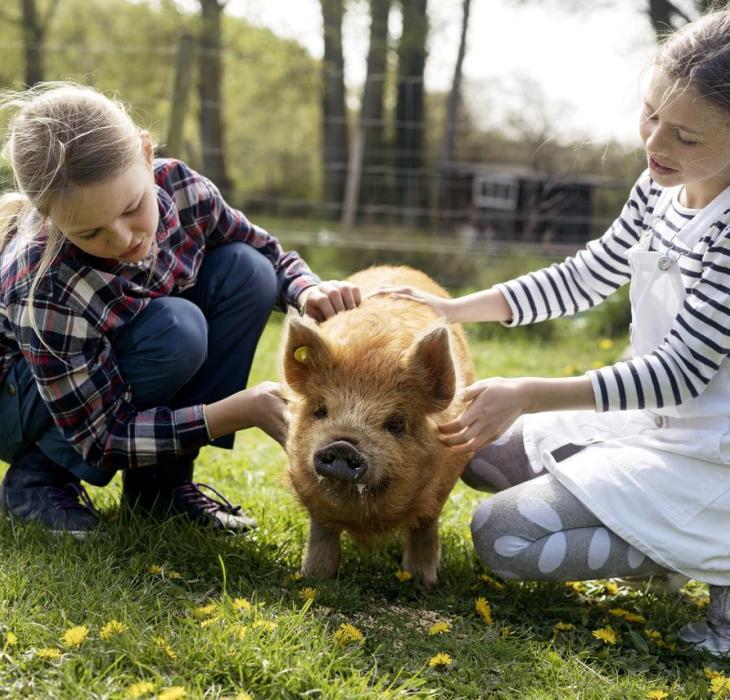 Tothaven Besøgsbondegaard Hundested