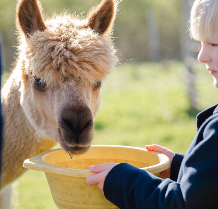Gilleleje Labyrinten - Gå med Alpaka