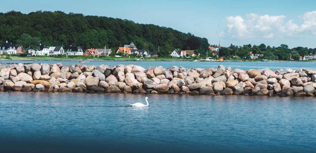 En svane glider over vandet ved Nivå Havn på en vindstille sommerdag i Nordsjælland