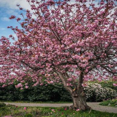 Dr. Ingrids Have Fredensborg Slot