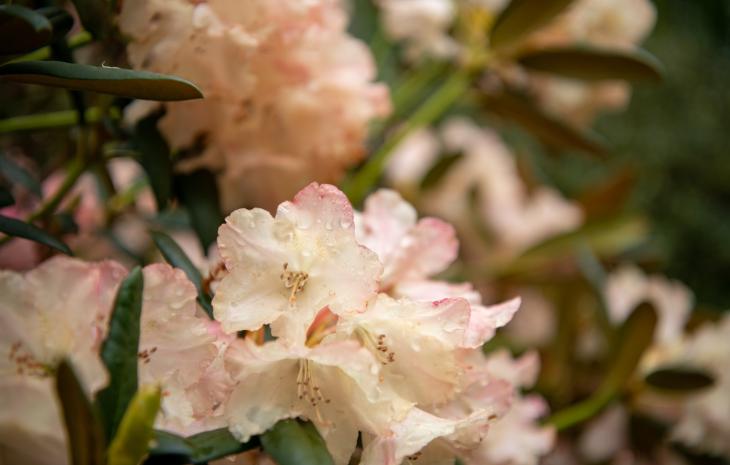 Rhododendronparken ved Nivaagaards Malerisamling